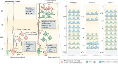 The neurogenetics of alternative splicing 